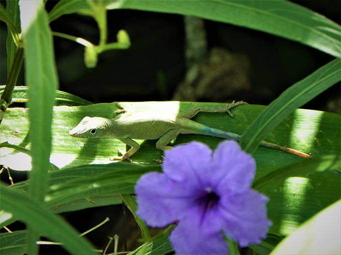 Jamaican Anole Hiding in the Leaves of Bermuda 